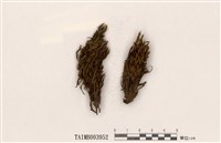 藏品(小鳳尾苔)的圖片